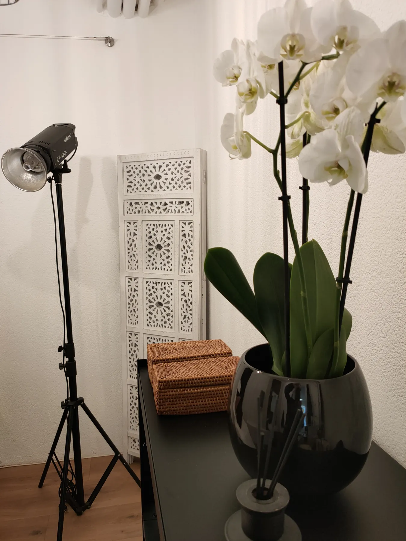 Orchidee und Fotolampe im Studio